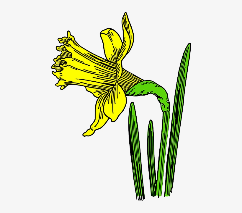 Yellow Daffodil, Flower, Nature, Plant, Season, Spring, - Daffodil Cartoon, transparent png