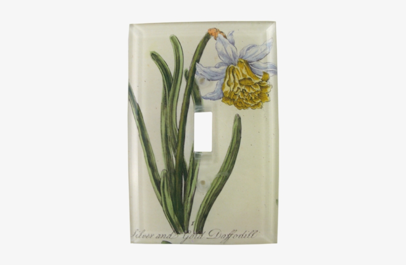 Collection Name - Daffodil, transparent png