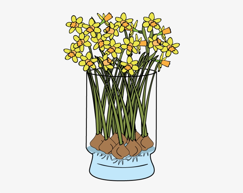 Daffodils-faq - Giant White Arum Lily, transparent png