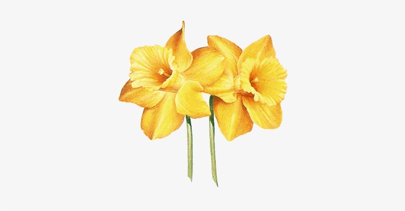 Drawings Of Yellow Flowers, transparent png