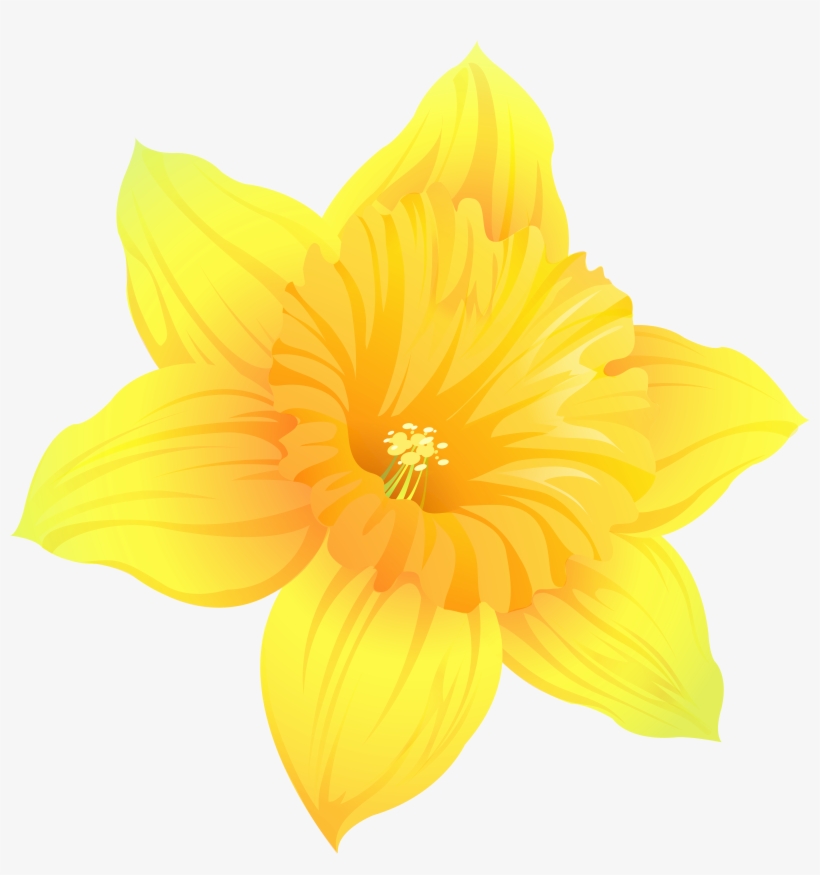 Daffodil Png, transparent png