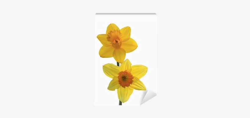Narcissus, transparent png