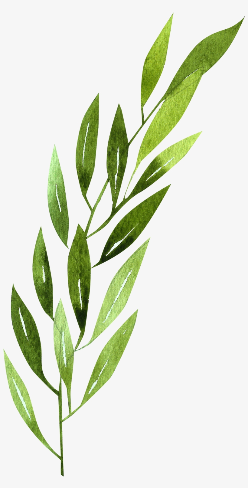 Daffodil Clipart Rainforest - Cartoon, transparent png