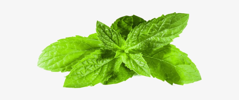 Transparent Images Pluspng Image - Mint Png, transparent png