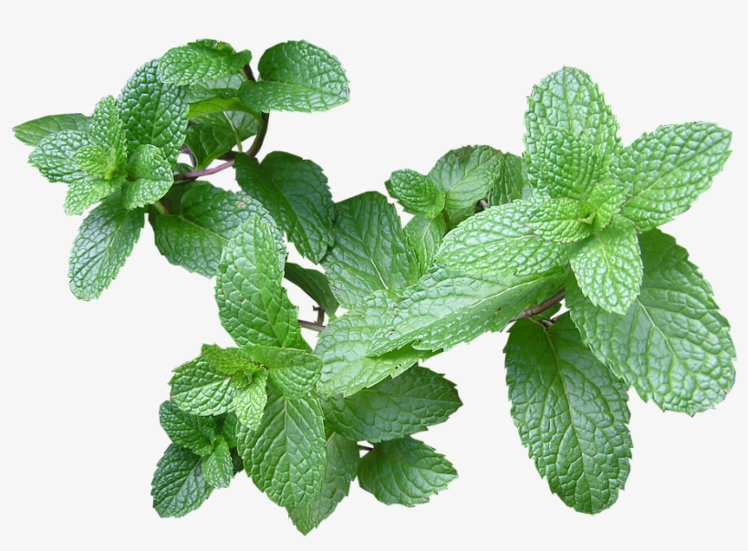 Herb, Mint, Cut, Out - Máta Peprná, transparent png