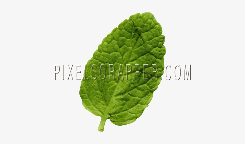 Mint Leaf - Digital Scrapbooking, transparent png