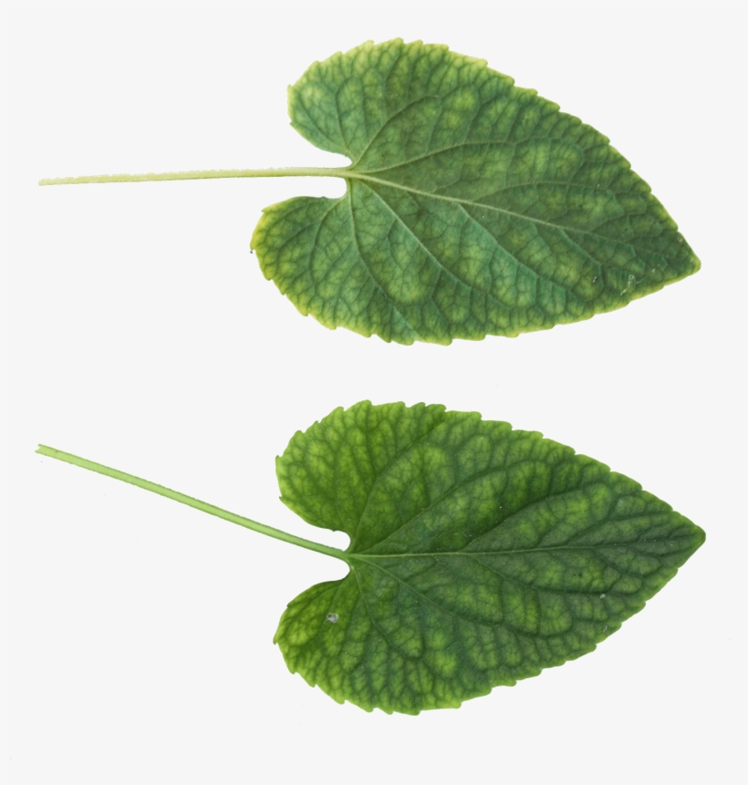 Green Leaves Png Image - Leaf Texture .png, transparent png