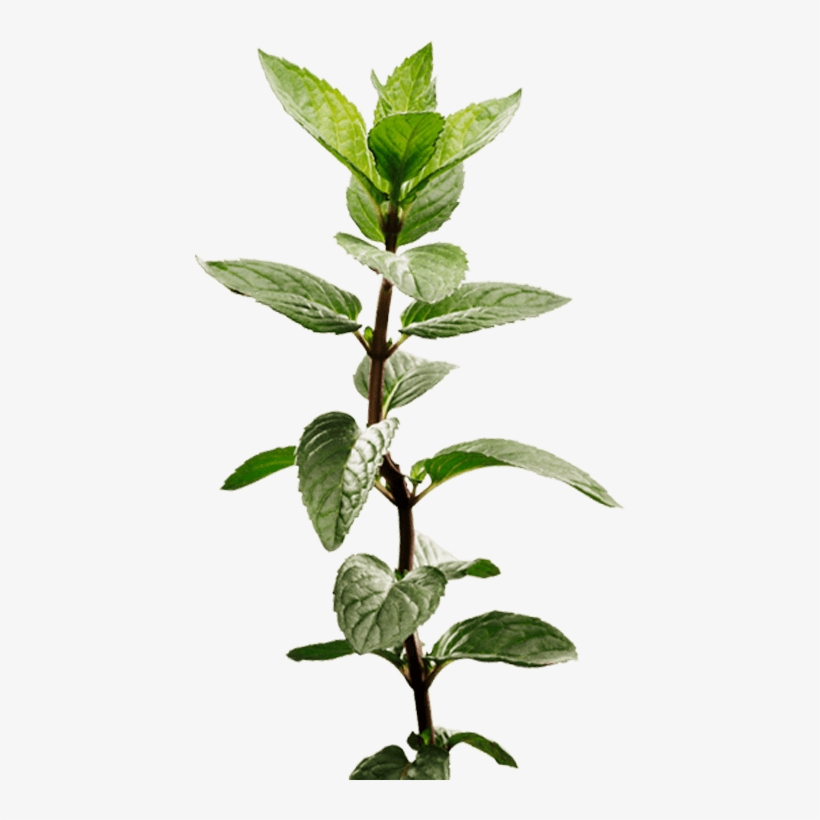 Nature's Soother - Peppermint Stem, transparent png