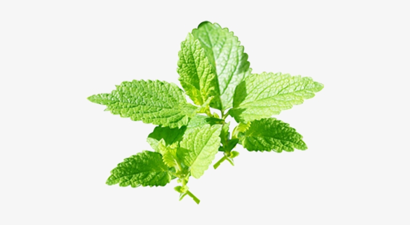 Peppermint Png Image Background - Product, transparent png
