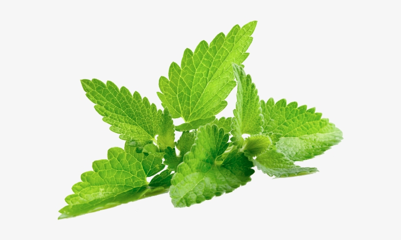 More Views - Im Going To Cornmit, transparent png