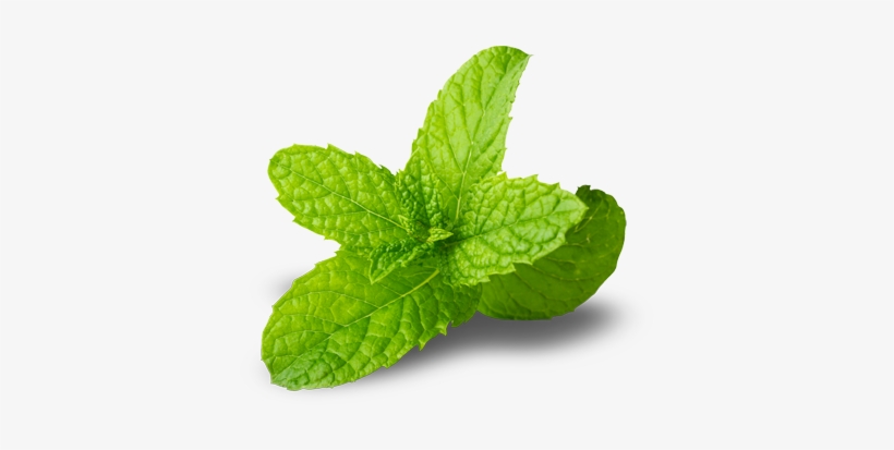 Spearmint - Spearmintpng, transparent png