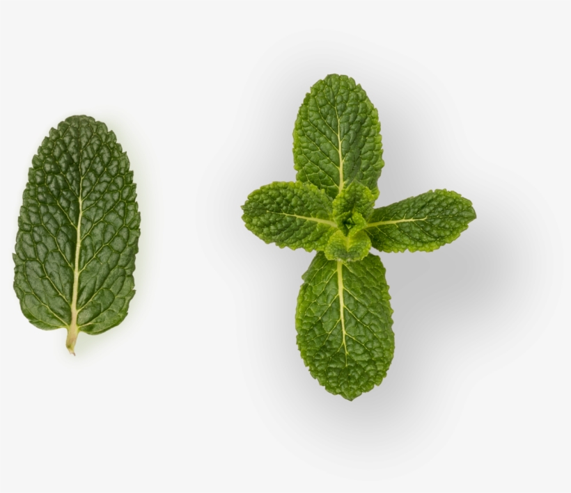 Mint - Grupo Lucas, transparent png