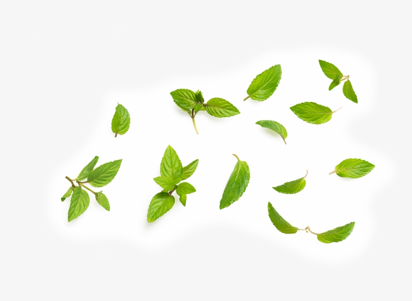 Peppermint Leaf - Tea, transparent png