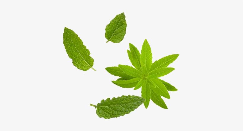 Mint Png Download - Maple Leaf, transparent png