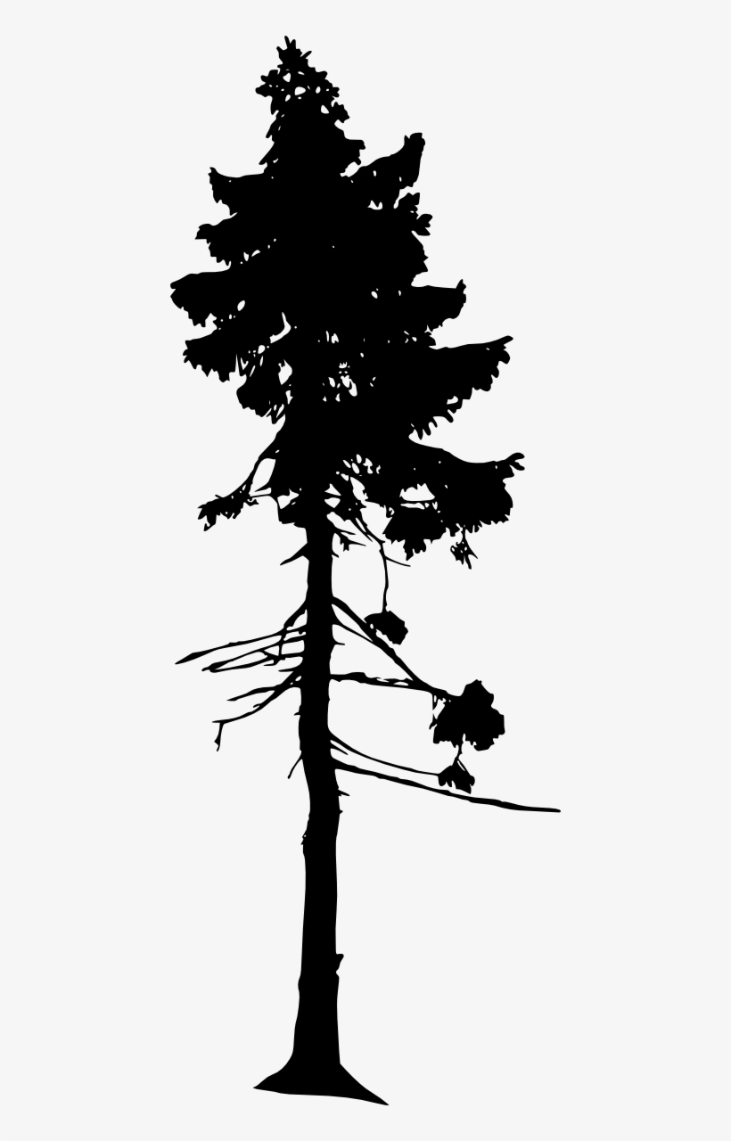 Free Download - Old Tjikko Oldest Tree, transparent png