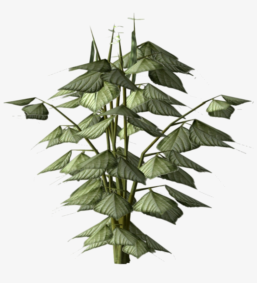 Pinto Bean Plant - Video Game, transparent png