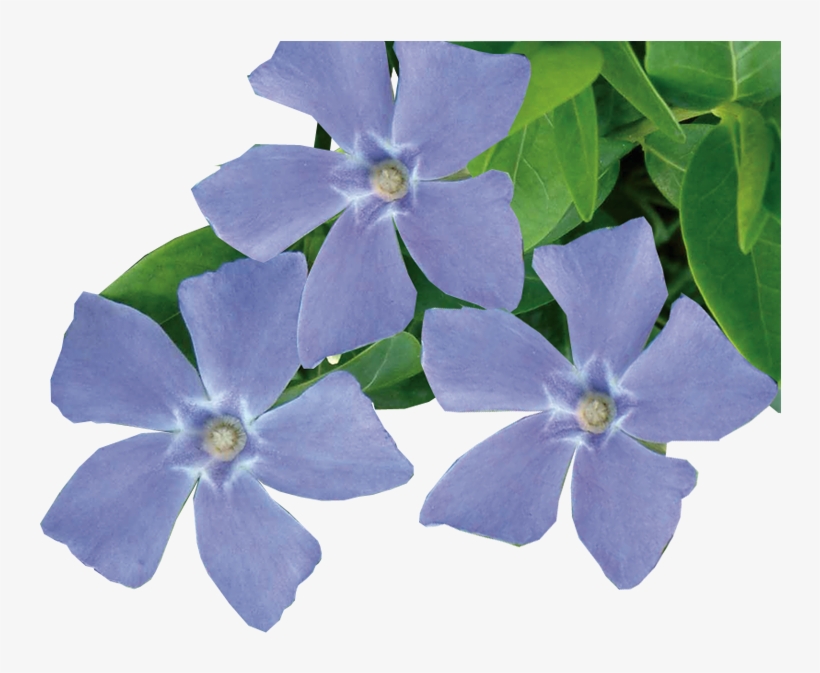 Transparent Periwinkle Flower Png, transparent png