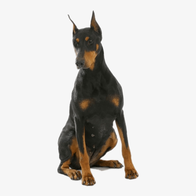Animals - Dobermans - Doberman Png, transparent png