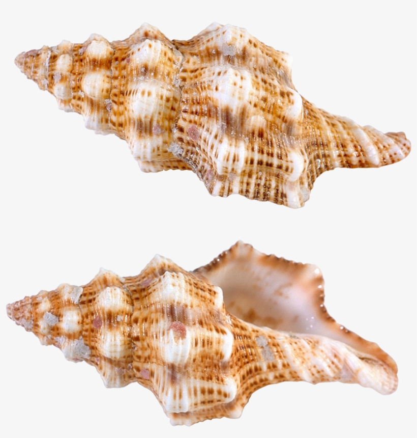 Sea Snail Png, transparent png