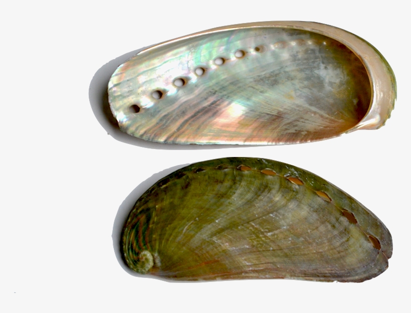 Abalone The Abalone Shell Is Characterized By An Iridescent - Inside Seashells, transparent png