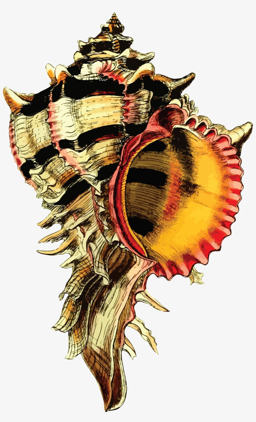 Free Clipart Of A Conch Sea Shell - Zazzle Seashell Vinatge Image Tote Bag, transparent png