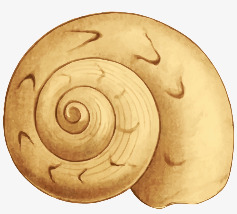 This Free Icons Png Design Of Sea Shell 35, transparent png