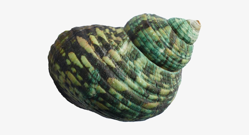 Shell In The Beach Png, transparent png