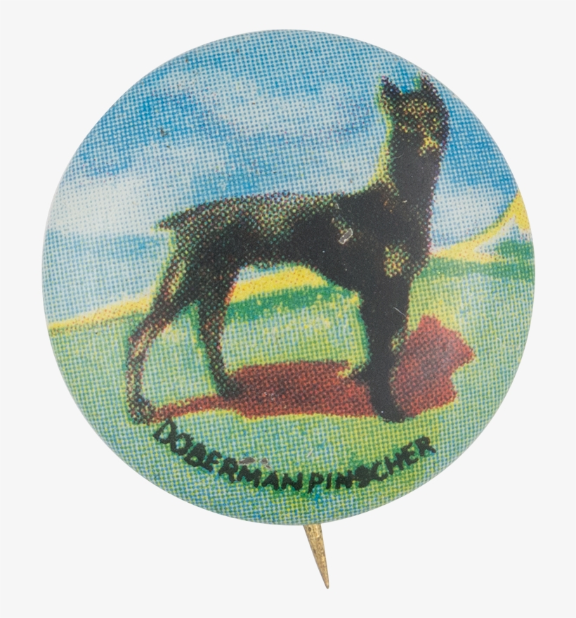 Doberman Pinscher - Dobermann, transparent png