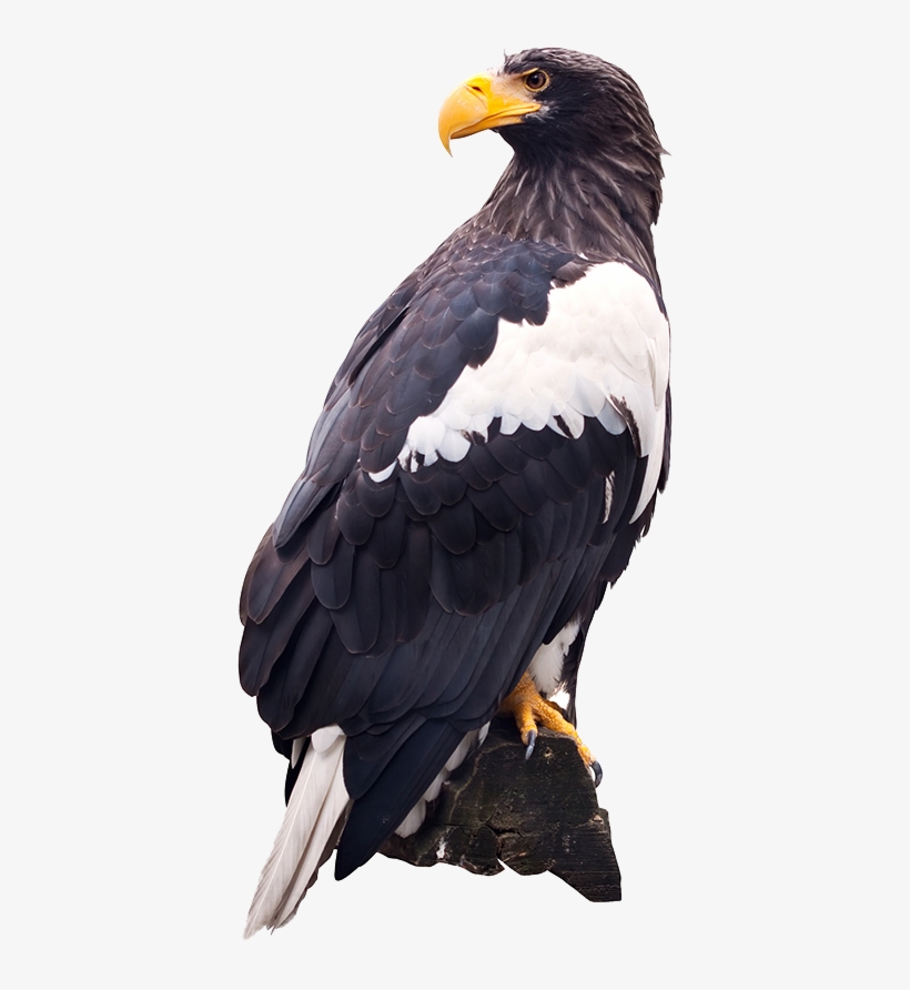 Png Images - Eagle - Steller's Sea Eagle Png, transparent png