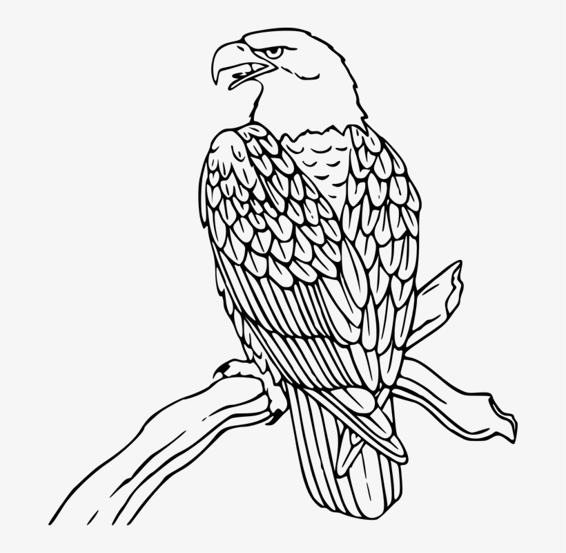 Love Wood Clipart Eagle - Eagle Black And White Clip Art, transparent png