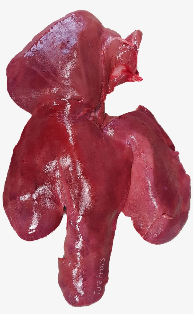 Leber - Liver, transparent png