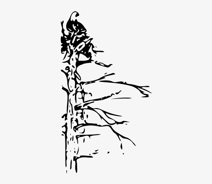 Bald Eagle, transparent png