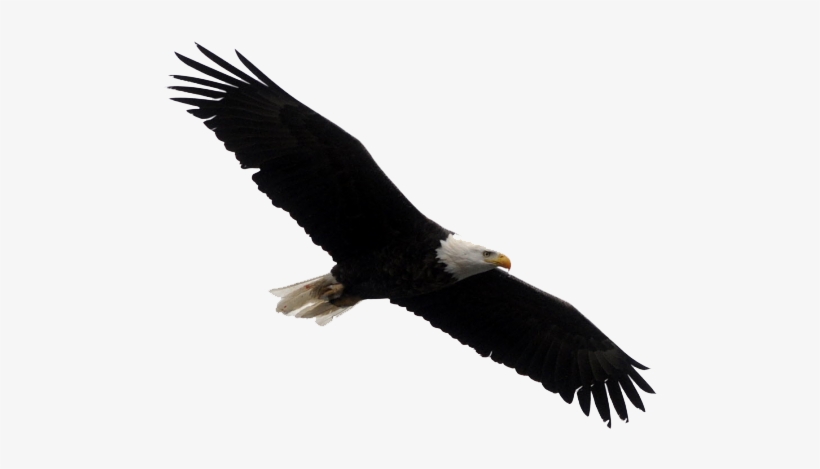 Bald Eagle Png Clipart - Bald Eagles White Background, transparent png