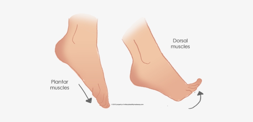 The Foot Muscles 1 - Toe, transparent png