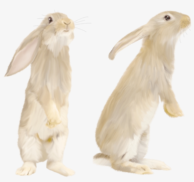 Cute Gray Rabbit Standing On His Feet - White Rabbit Png, transparent png