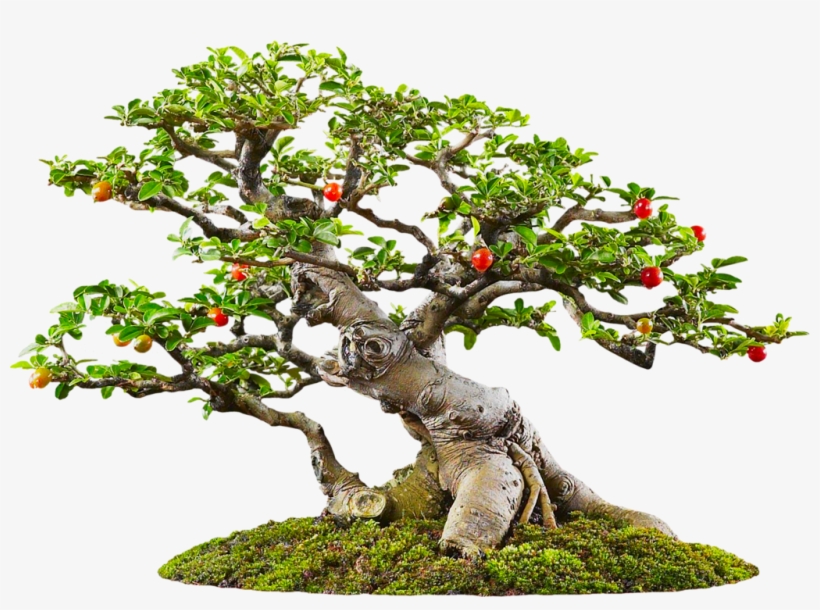 Фотки Bonsai Art, Bonsai Trees, House Plants, Container - Sageretia Theezans Bonsai, transparent png