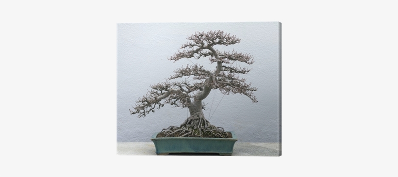Bonsai, transparent png