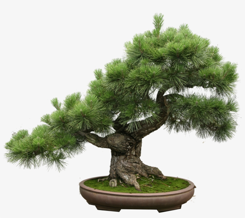 The Art Of Creating A Bonsai Tree - Itil V3 Small-scale Implementation [book], transparent png