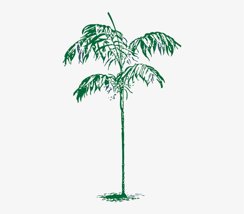 Palm, Tree, Plant, Coconut, Dates, Date - Palm Trees Sketches Clipart, transparent png