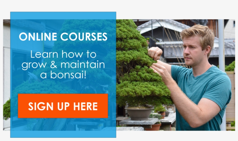 Online Bonsai Course - Colorado Spruce, transparent png