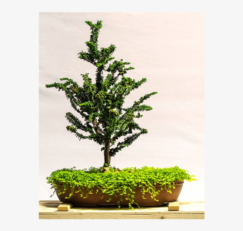 Dwarf Hinoki Cypress Seka - Bonsai, transparent png