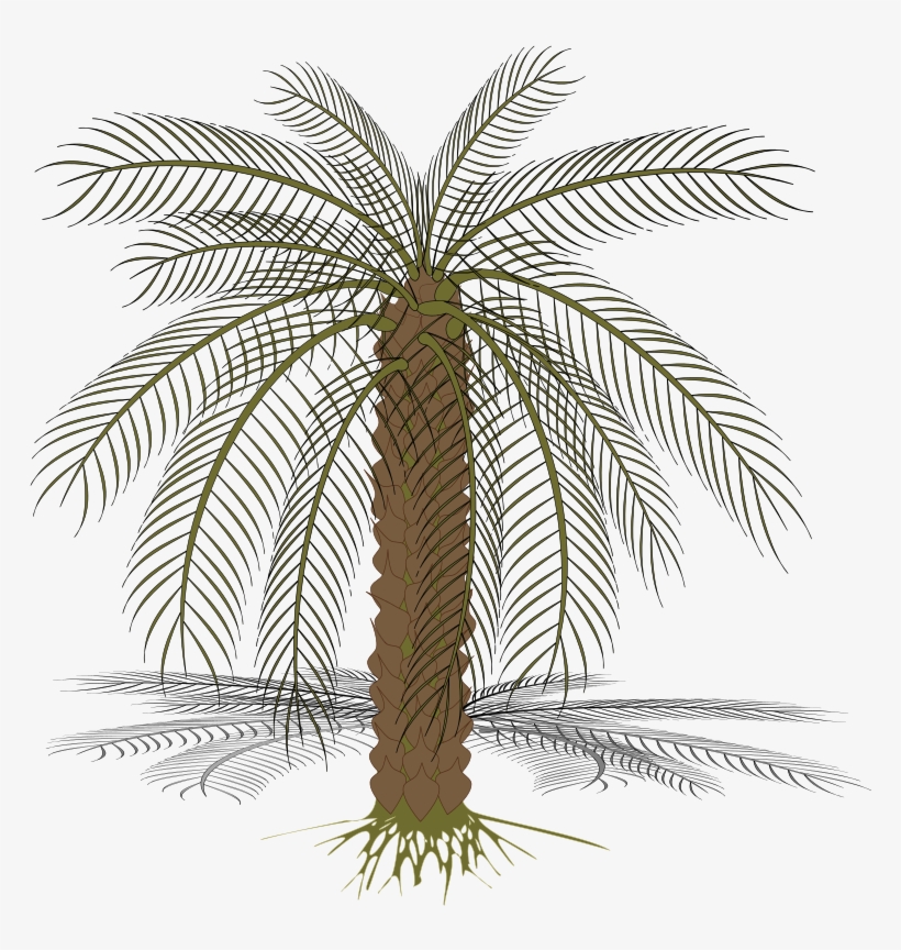 Palm Trees, transparent png