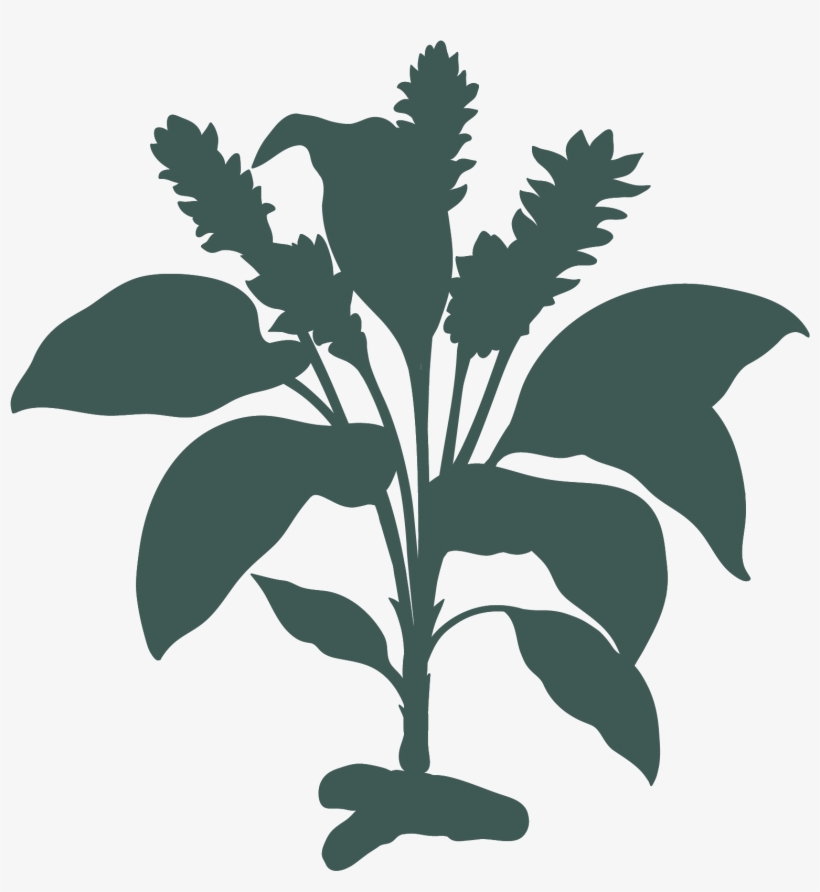 Turmeric Root - Turmeric Plant, transparent png