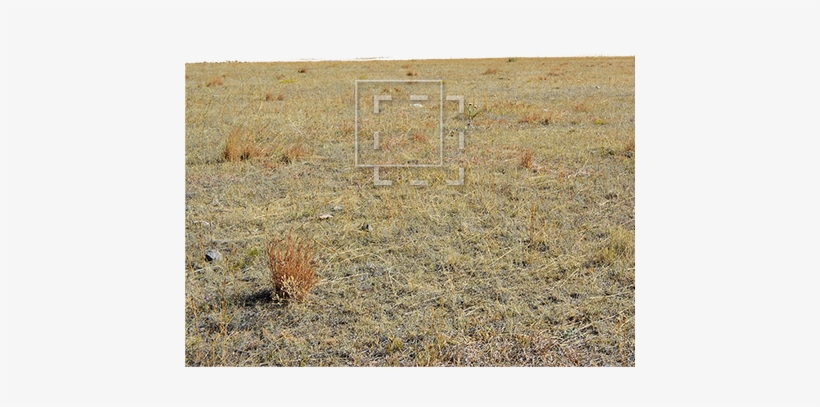 Parent Category - Grasses, transparent png
