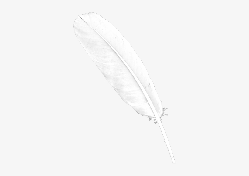 Feather Png Download Free - Transparent Background White Feather, transparent png