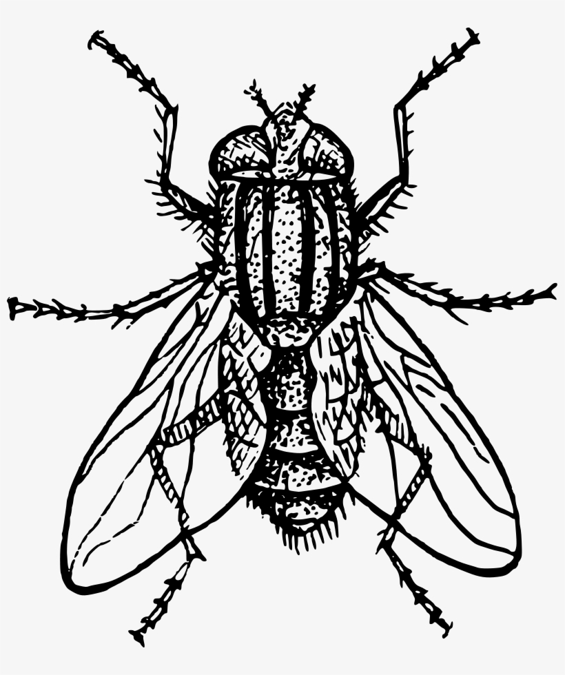 House Fly Clipart Png, transparent png