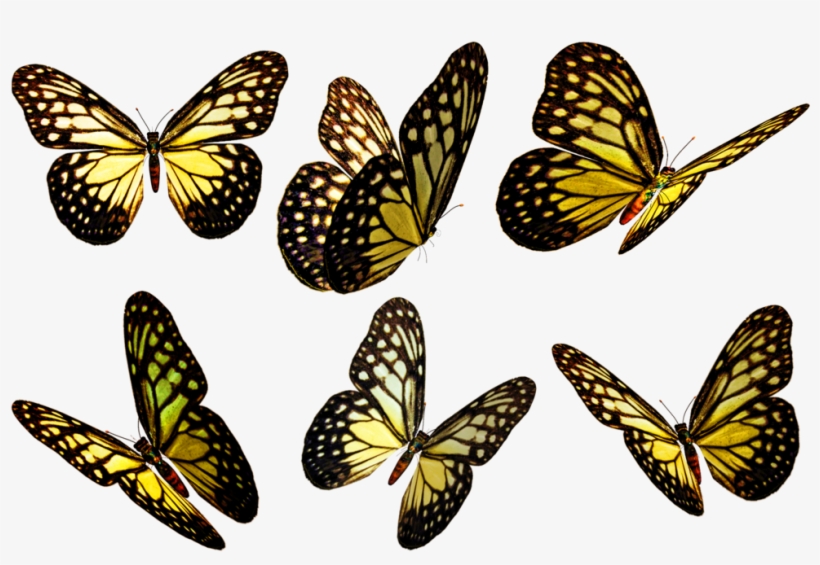 Butterflies Png - Yellow Butterfly Flying Png, transparent png