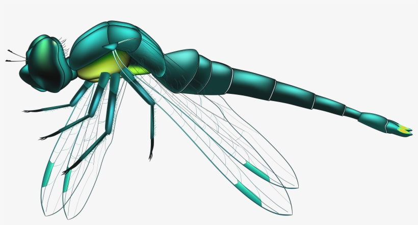 Picture Transparent Stock Dragon Fly Clipart - Dragonfly Png, transparent png