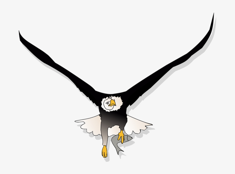 Bald Eagle Flying Png, transparent png
