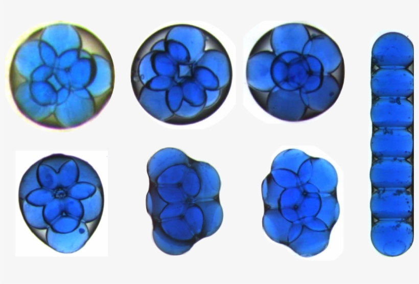 Seven Water Droplets Inside A Larger Oil Drop Can Form - Gota De Aceite Microscopio, transparent png